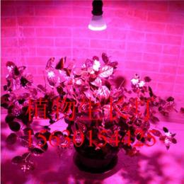 花卉LED植物生长灯