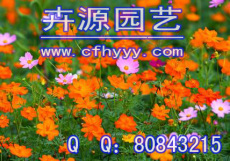 草花種子采購價格 廠家
