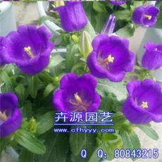 馬蘭花種子采購 怎么種植 卉源園藝
