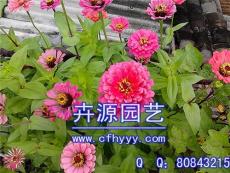百日草種子怎么種植 價格