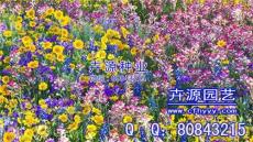 金盞菊種子公司 代理 卉源園藝