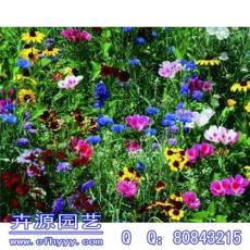 雞冠花種子采購 批發