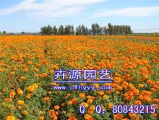 雞冠花種子供應信息 生產廠家