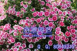 波斯菊種子批發 供應商
