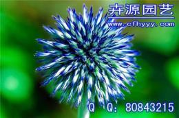 蛇目菊種子廠家 供應商 卉源園藝