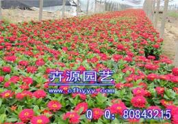 萬壽菊F1種子供應商 那個公司好