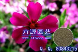 萬壽菊F1種子報價 批發 卉源園藝