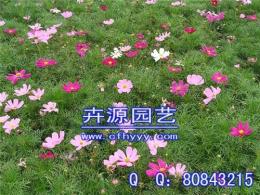 鼠尾草種子供應商 供應信息 卉源園藝
