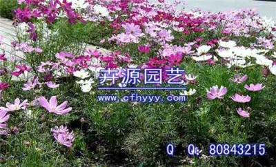 波斯菊種子批發 供應商 卉源園藝