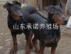 中国山红犬多少一只