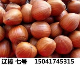 出售大榛子苗辽宁大榛子树苗辽宁地区价格低