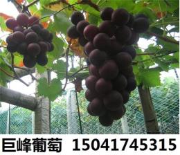 出售巨峰葡萄苗辽宁红提葡萄苗熊岳果树苗木