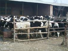 宁夏最大的牲畜交易市场