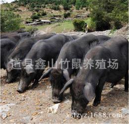 藏香猪养殖长期供应藏香猪猪肉藏香猪种批发