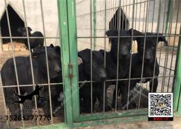 隆回县大型黑狼犬养殖基地在哪里