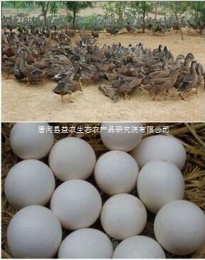 唐桐蛋 鸭蛋 唐河特产 南阳特产 礼盒装30枚