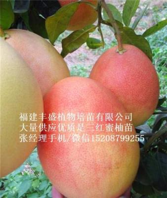 三紅蜜柚苗批發(fā)供應(yīng)