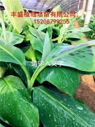 哪里有賣(mài)南天黃香蕉苗