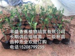 批發(fā)南天黃香蕉苗