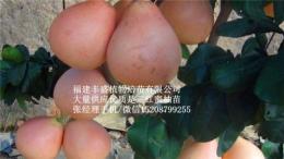 元陽(yáng)縣金桔蜜柚苗廠家直銷(xiāo)