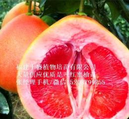廠家直銷(xiāo)三紅蜜柚苗