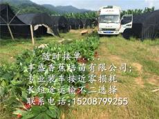 苗場(chǎng)直銷(xiāo)桂蕉一號(hào)香蕉苗