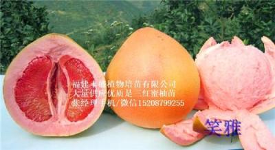 三紅蜜柚苗批發(fā)供應(yīng)