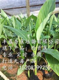 云南巴西香蕉苗 粉蕉苗
