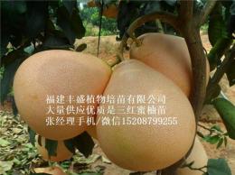 揭東縣金桔蜜柚苗