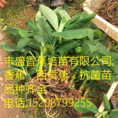 贵州桂蕉6号香蕉苗 威廉斯B6香蕉苗