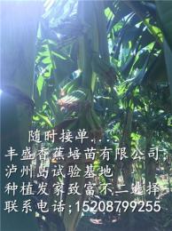 海南香蕉苗 廣粉一號(hào)粉蕉苗
