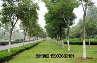 贵阳城市街道绿化施工公司负责息烽小区绿化