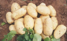 土豆种子最新