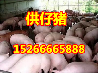 三元猪苗供应多少钱-山东仔猪基地销售