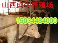 甘肅肉牛場