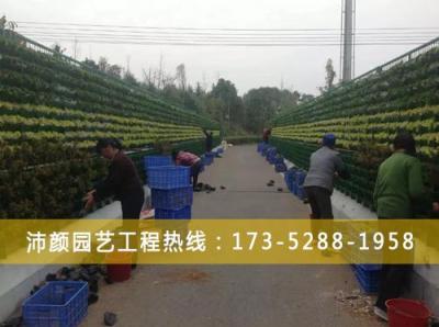 長沙植物墻綠化的造型類型多嗎