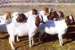努比亚黑山羊养殖场