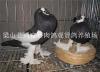 唐山同富裕肉鸽种鸽出售优质孔雀苗孔雀养殖