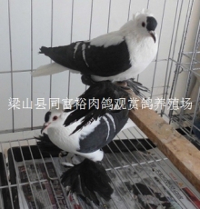 温州同富裕肉鸽种鸽出售公斤元宝鸽
