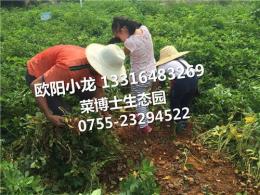 深圳农家乐菜博士生态园深圳最有农味的农庄