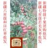 东莞市新疆红枣哪里的好 和田玉枣生长在非