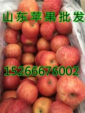 今日红富士苹果最新价格