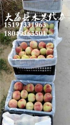 陜西突圍毛桃產地價格 紅不軟毛桃基地批發