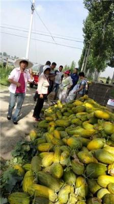 2017陜西哈密瓜產地 西州蜜哈密瓜價格