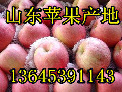 山东库存红富士苹果今日价格山东苹果产地