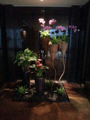 南昌綠植租擺 南昌花卉綠植盆栽租賃及銷售