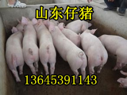 山东大型仔猪养殖基地三元仔猪价格