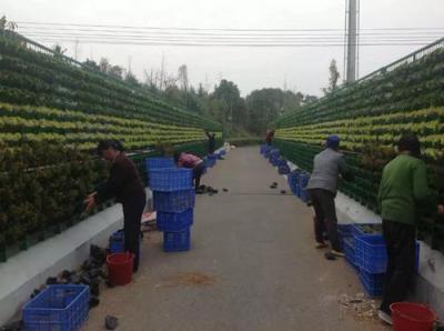 长沙立体植物墙造型绿化工程 城市植物墙