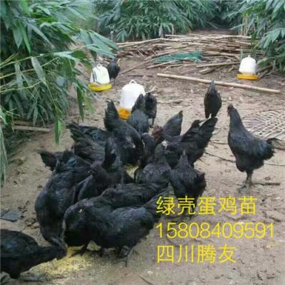 四川腾友农业开发有限公司批发绿壳蛋鸡苗
