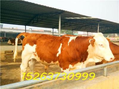 西塔尔牛多少钱一头小牛犊育肥多久可以出栏